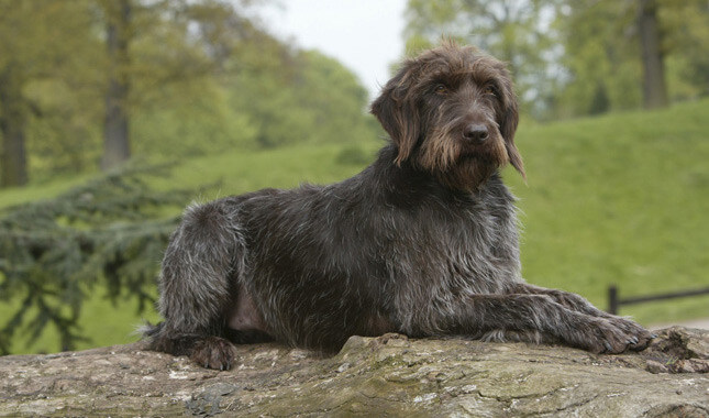 Wirehaired Pointing Griffon Riden High Gundogs